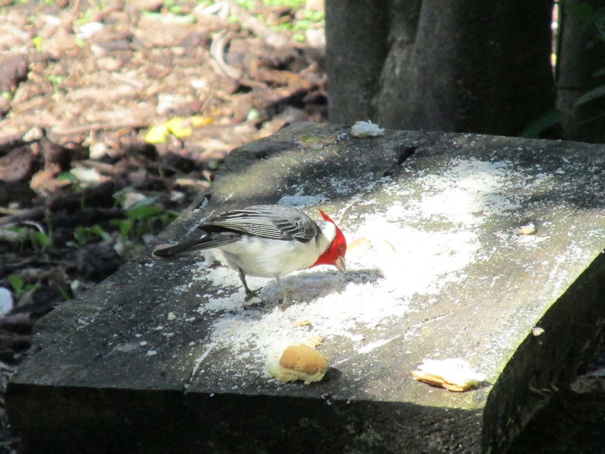 Paroare huppé - ML646683813