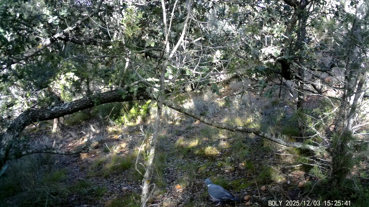 Pigeon ramier - ML646683814