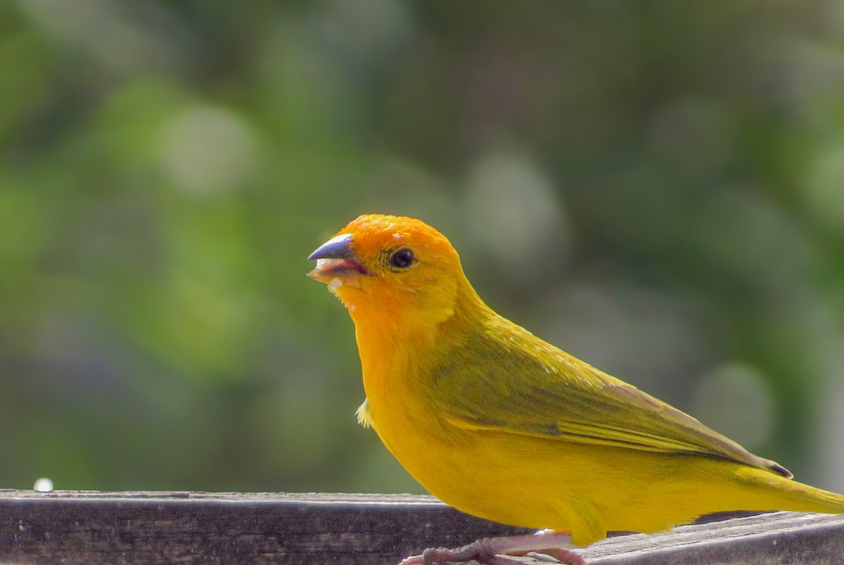 Sicale bouton-d'or - ML646683816