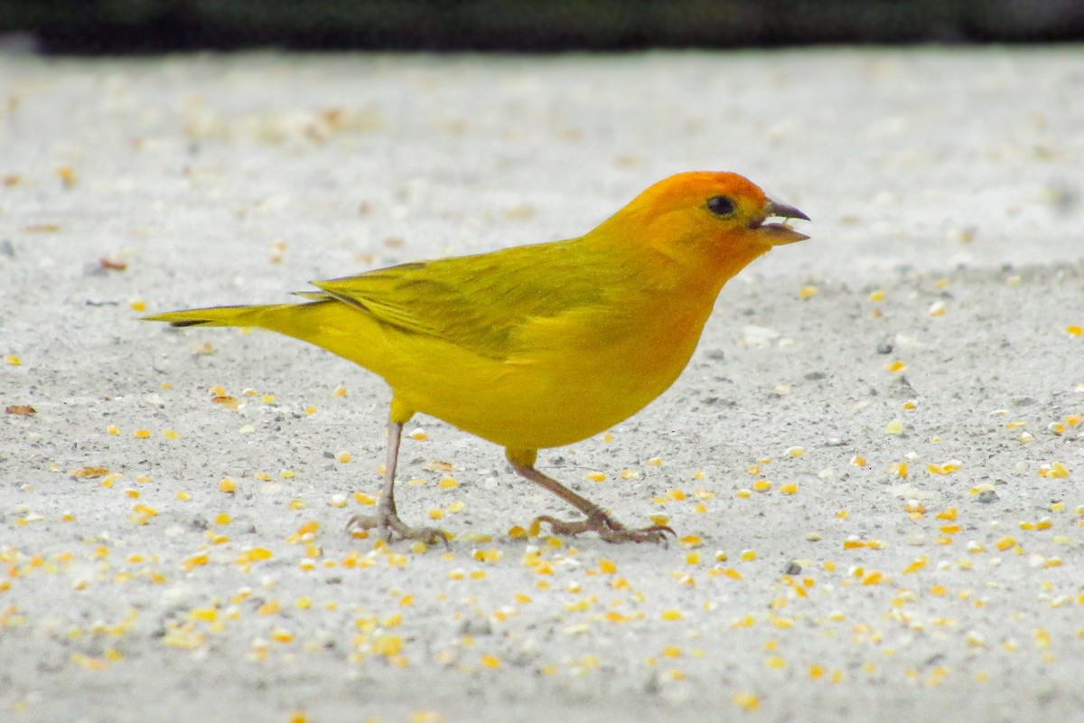 Sicale bouton-d'or - ML646683817