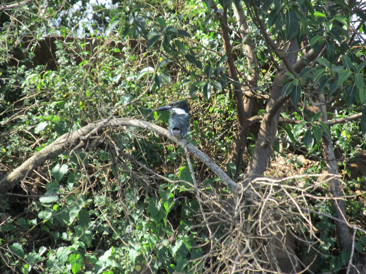 Martin-pêcheur d'Amazonie - ML646683819