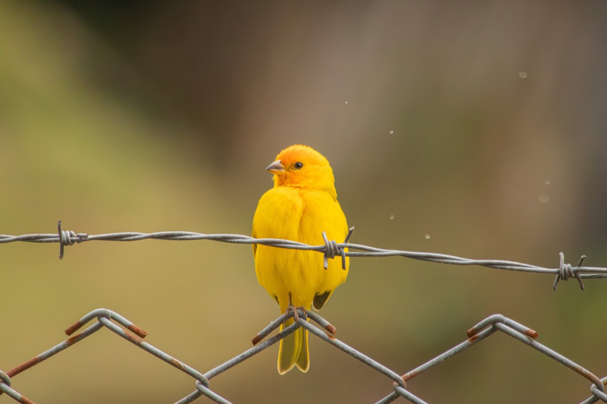 Sicale bouton-d'or - ML646683821