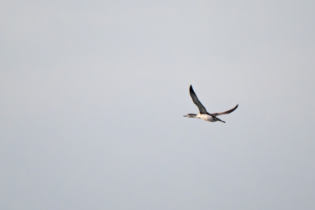 Plongeon catmarin - ML646683823