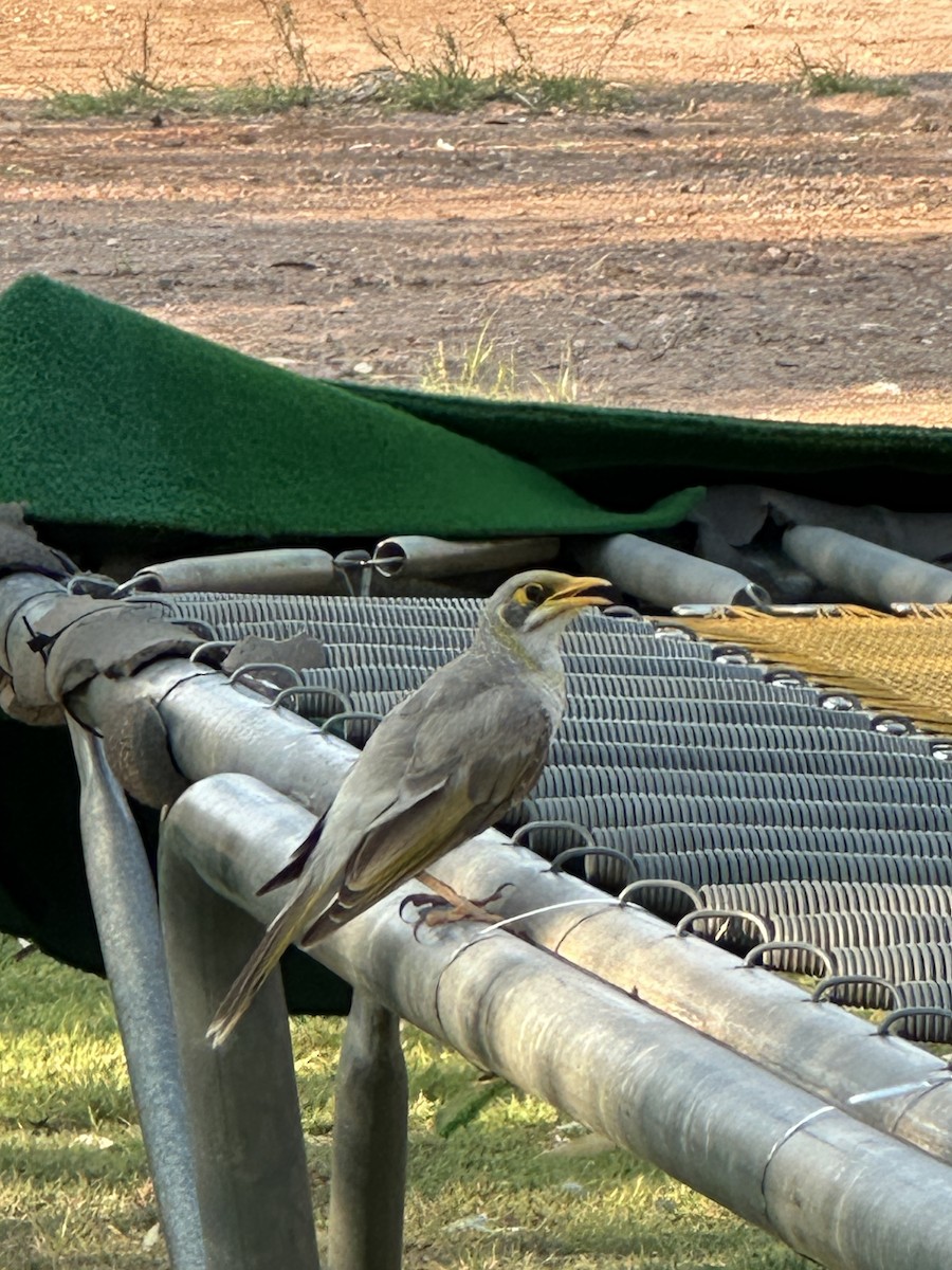 Méliphage à cou jaune - ML646683824