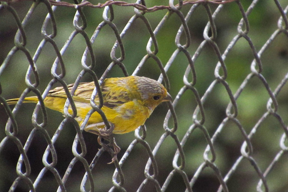 Sicale bouton-d'or - ML646683825