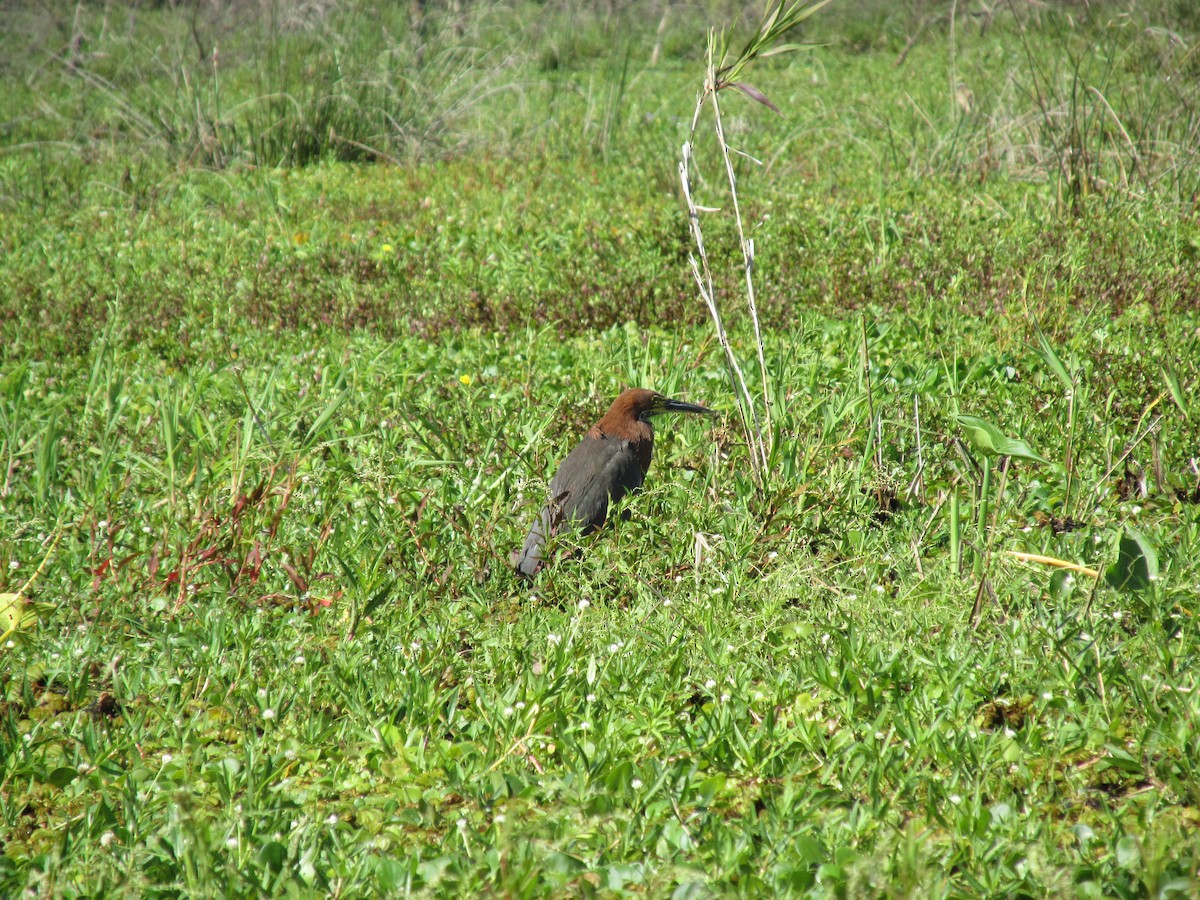 Onoré rayé - ML646683826