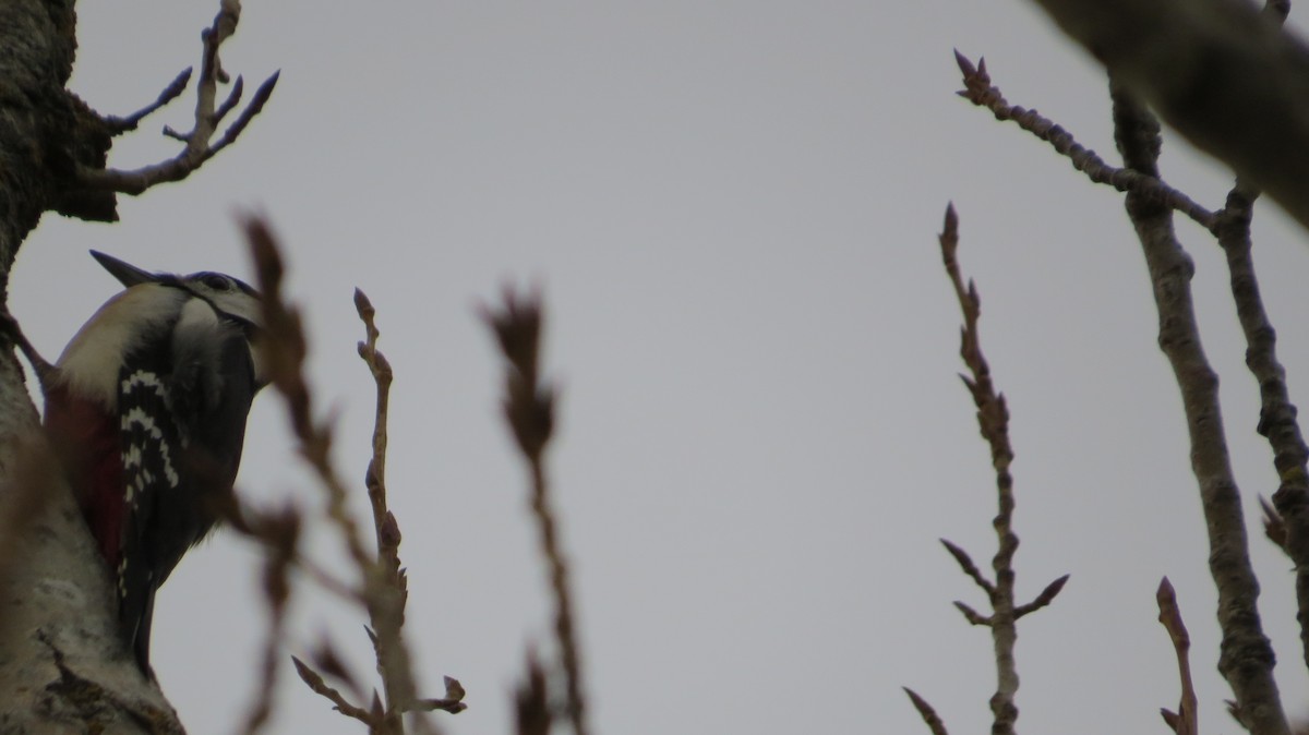 Pic épeiche - ML646683827