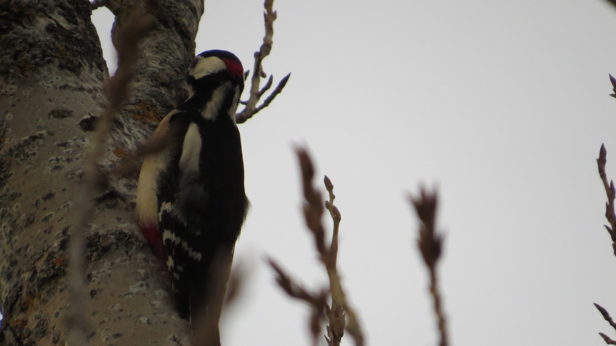 Pic épeiche - ML646683828