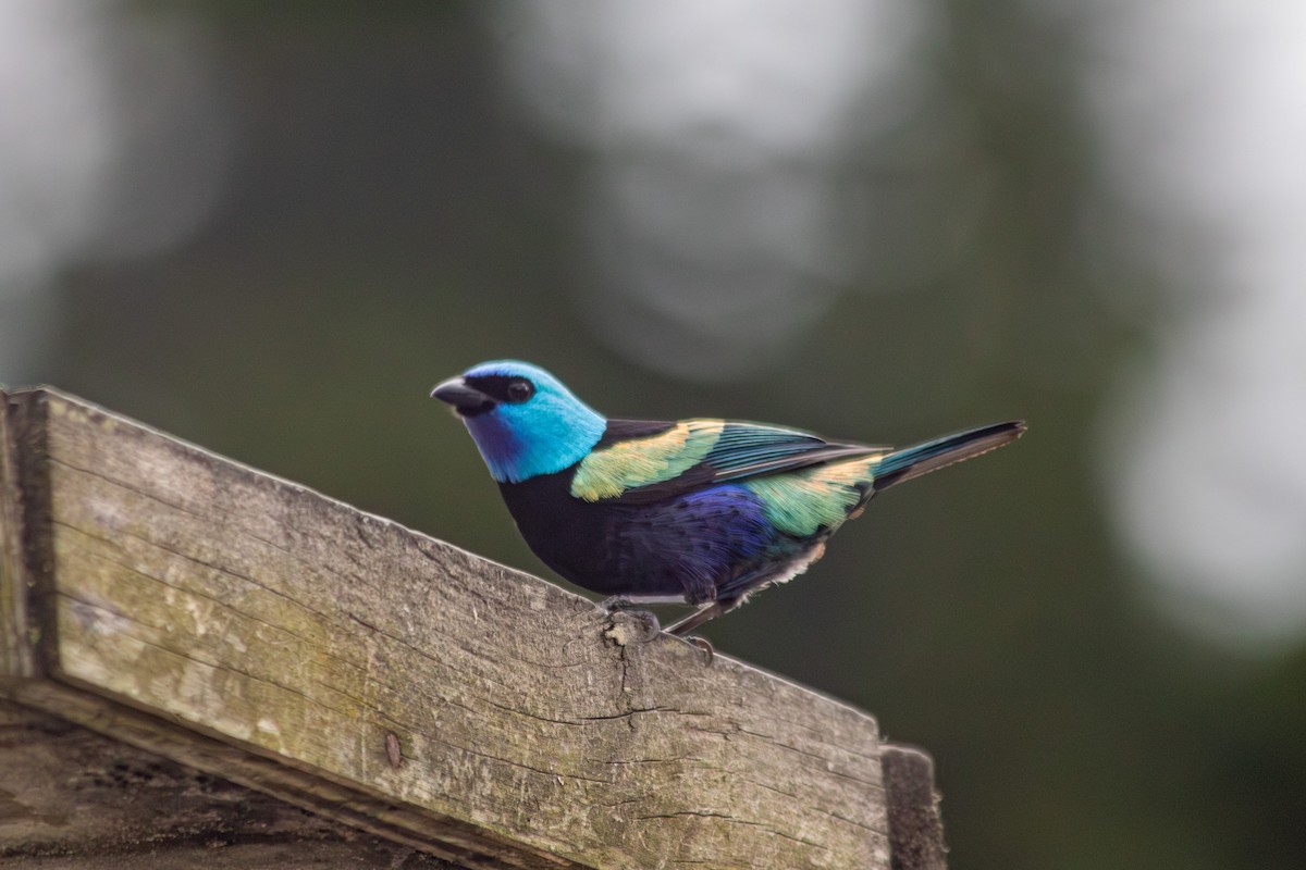 Blue-necked Tanager - ML646683837