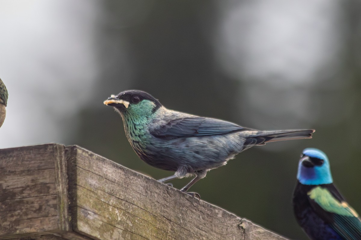 Black-capped Tanager - ML646683839