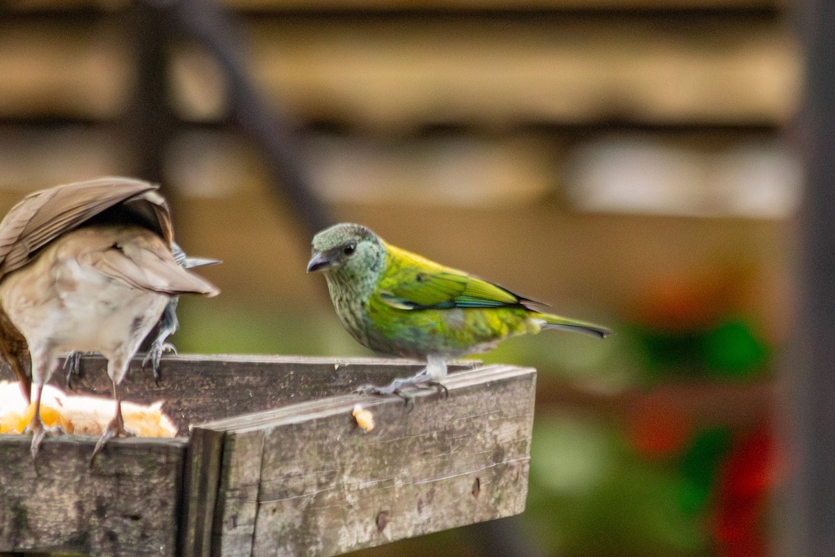 Black-capped Tanager - ML646683840