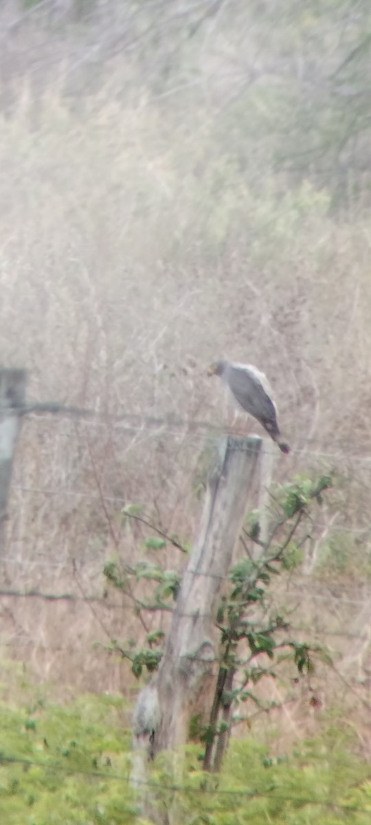 Roadside Hawk - ML646683844