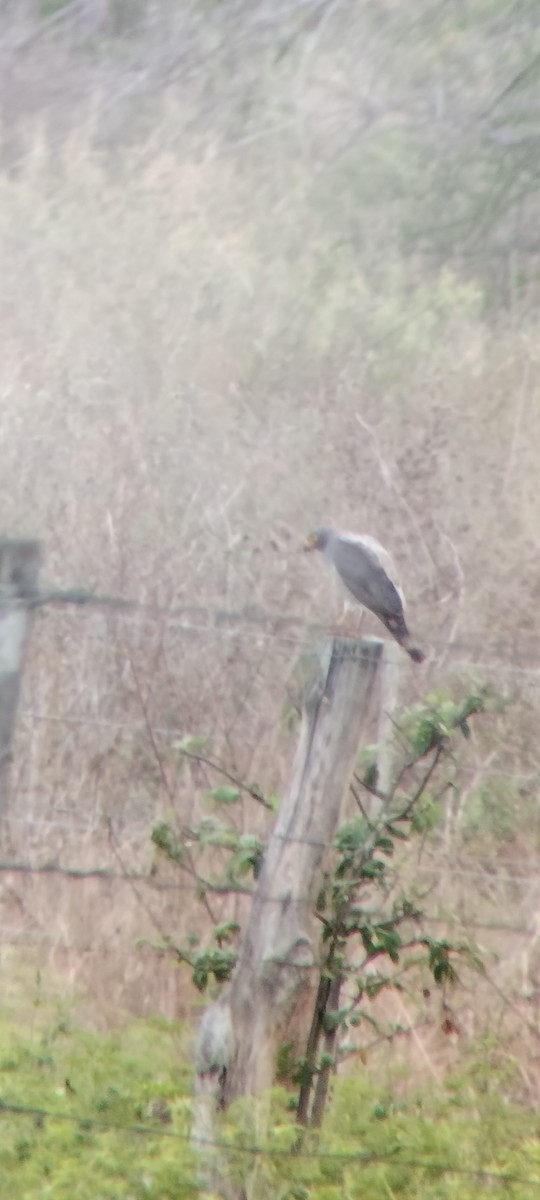 Roadside Hawk - ML646683846