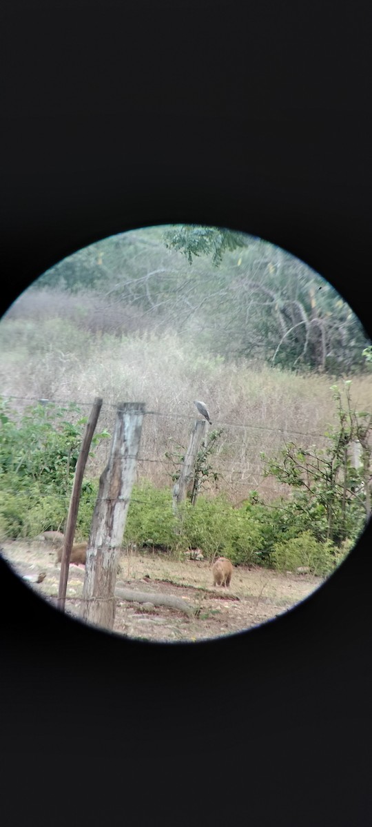 Roadside Hawk - ML646683847
