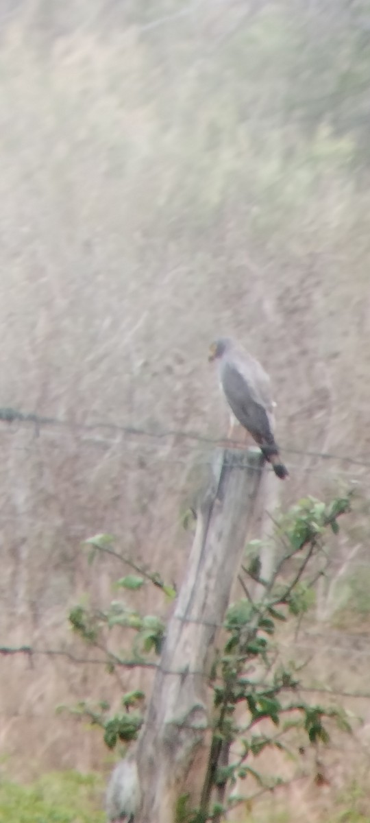 Roadside Hawk - ML646683848