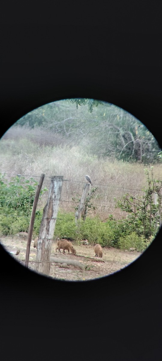 Roadside Hawk - ML646683849