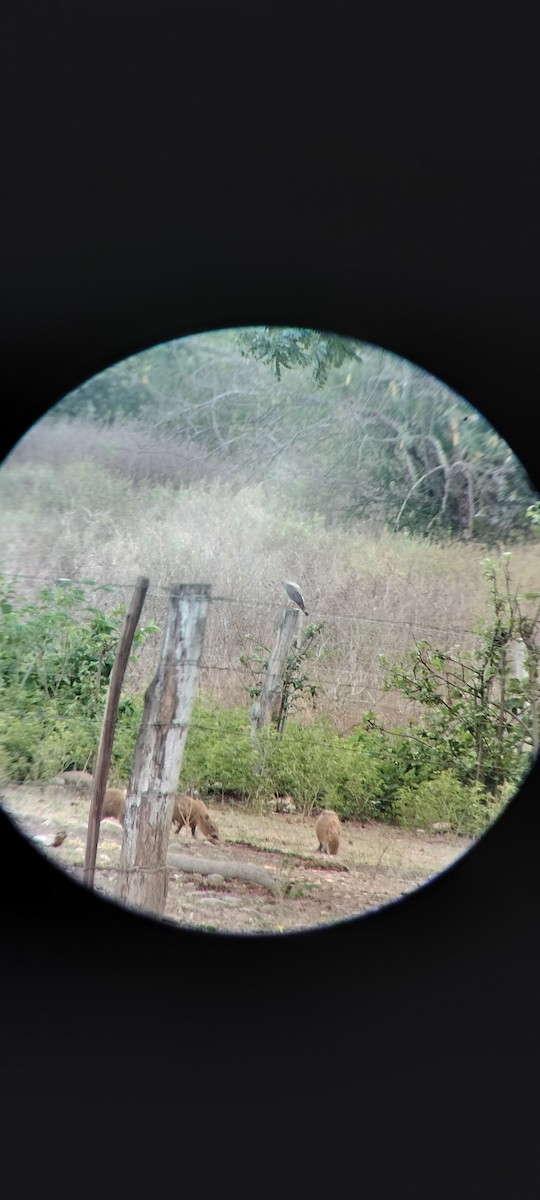 Roadside Hawk - ML646683850
