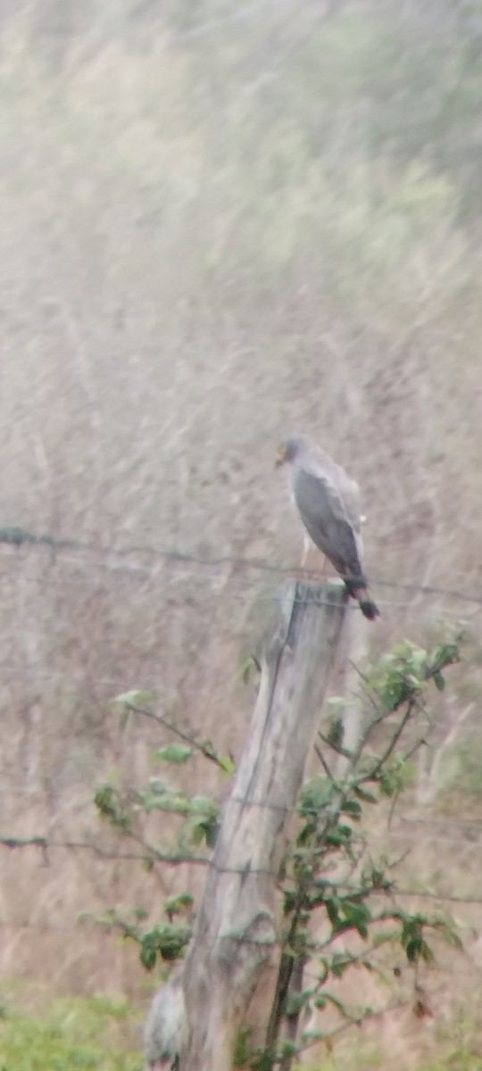 Roadside Hawk - ML646683851