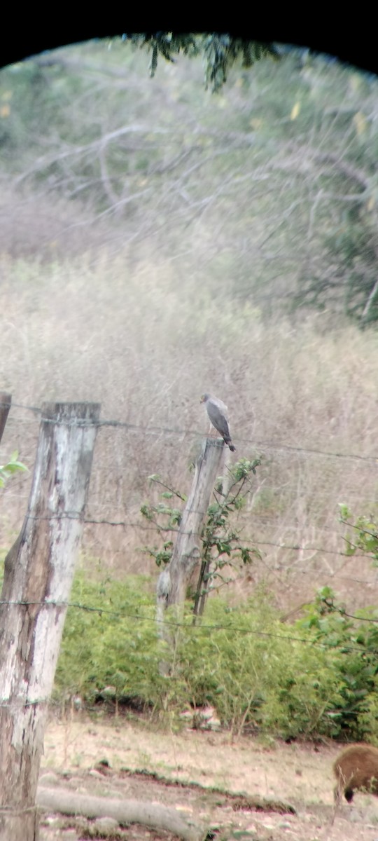 Roadside Hawk - ML646683852