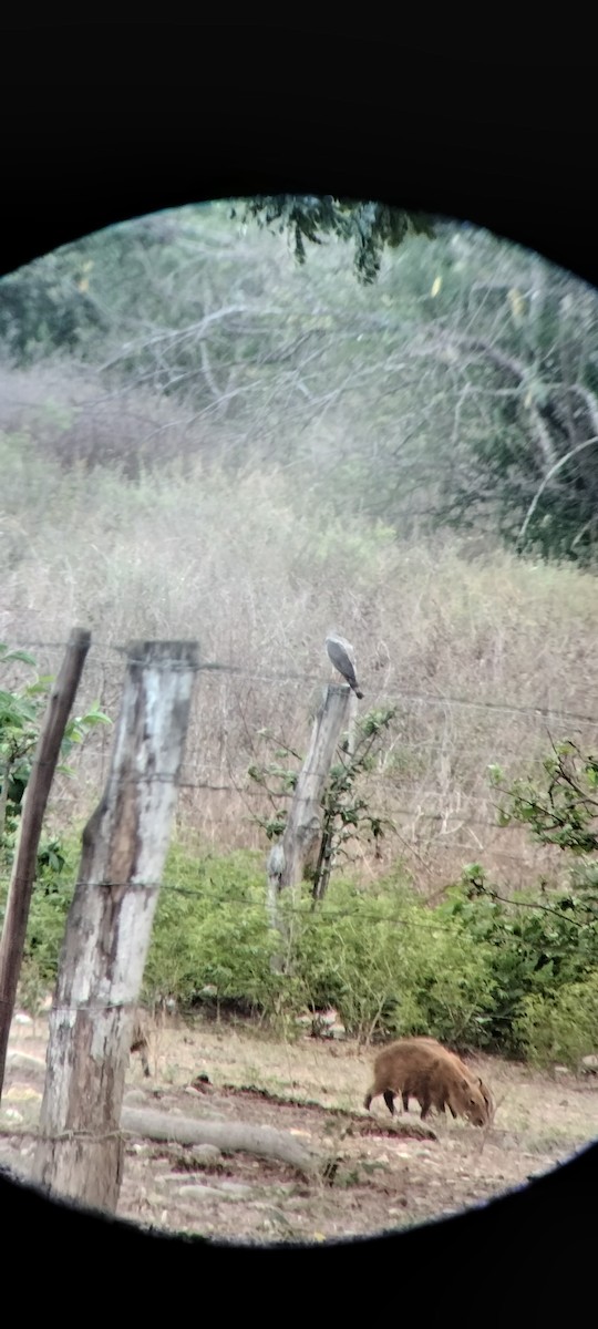 Roadside Hawk - ML646683853