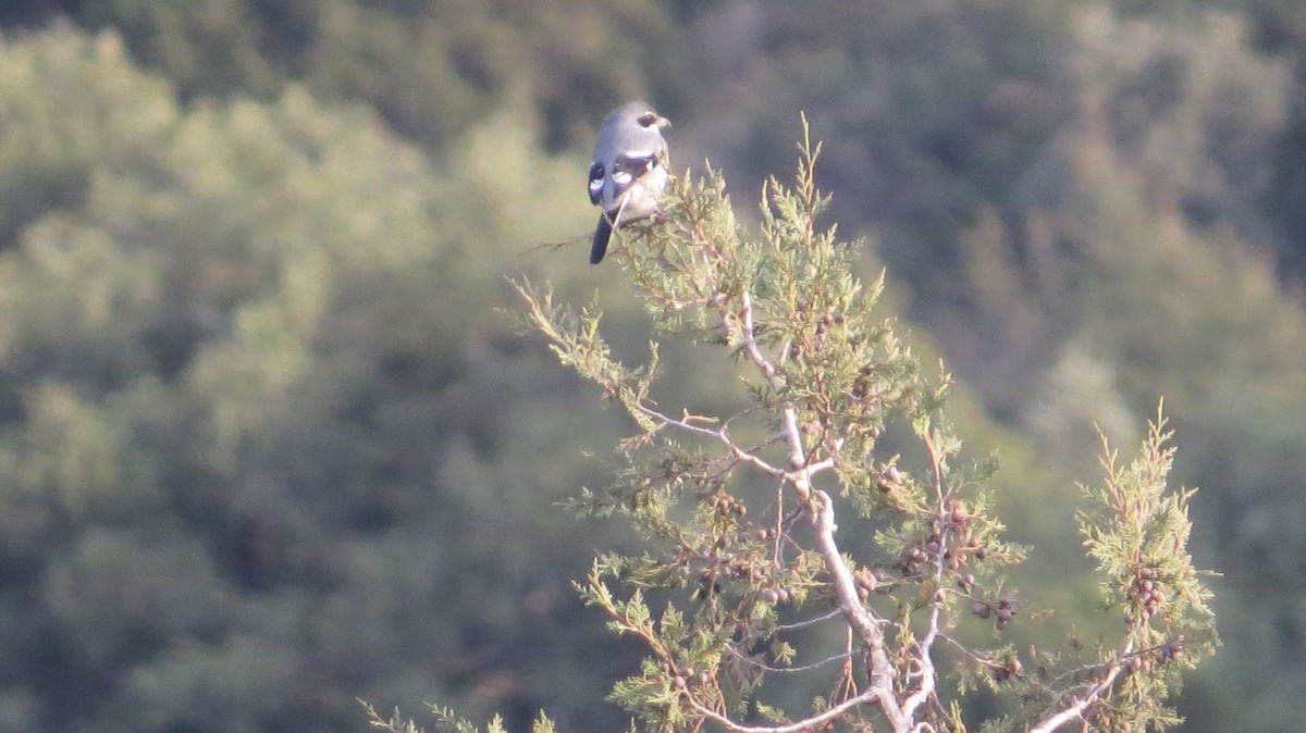 Iberian Gray Shrike - ML646683860
