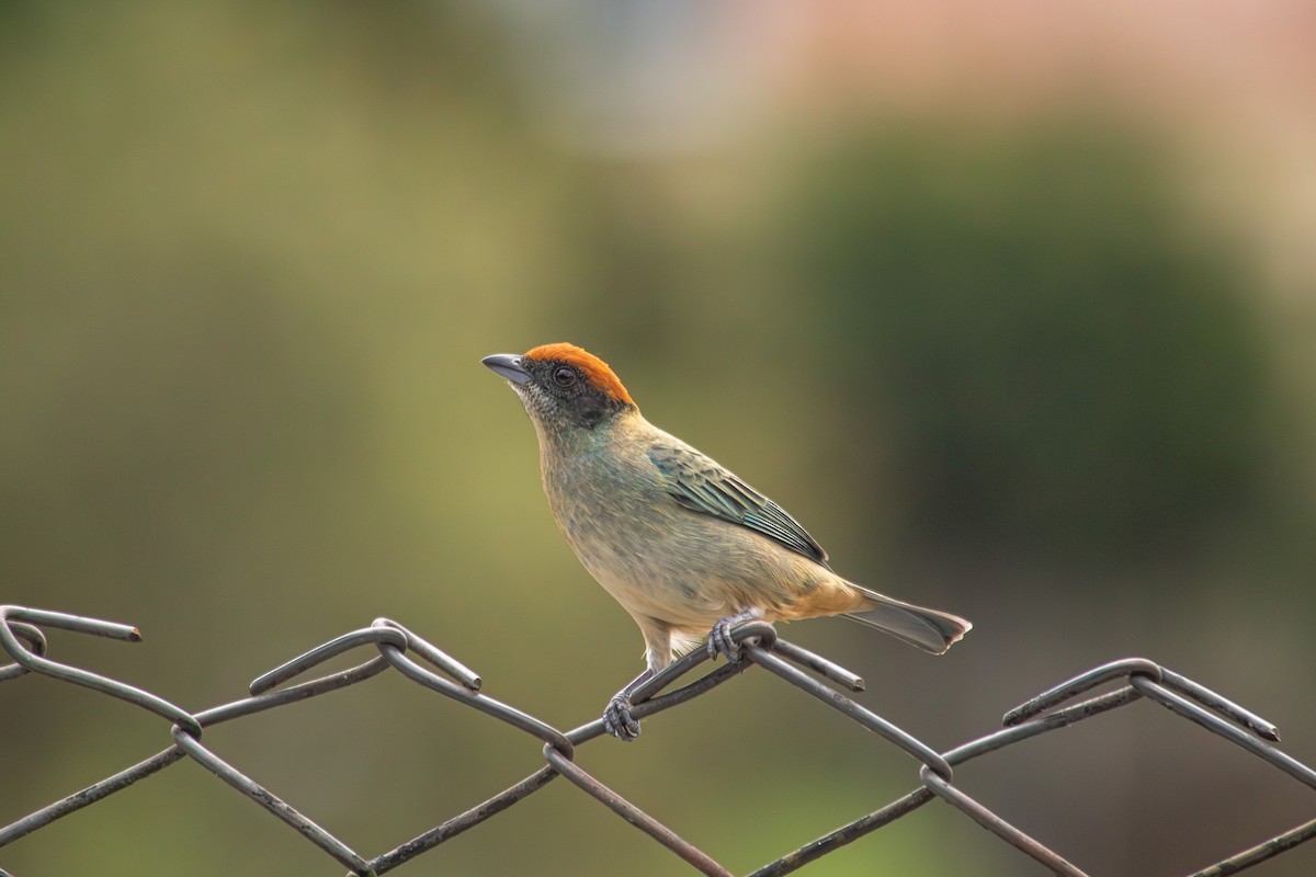 Scrub Tanager - ML646683861