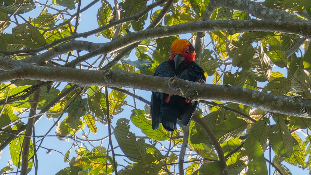 Щетинкоголов - ML646683862