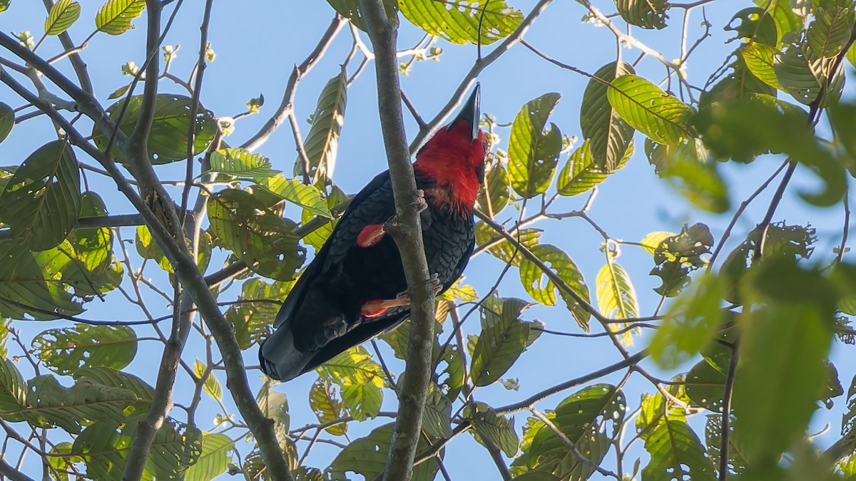 Щетинкоголов - ML646683863