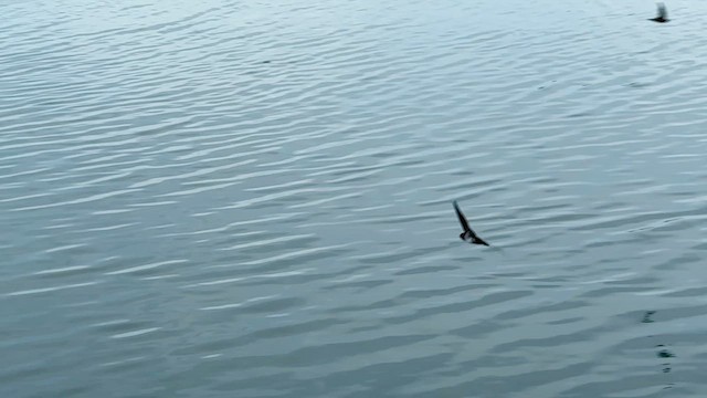 Саланґана зеленкувата - ML646683865