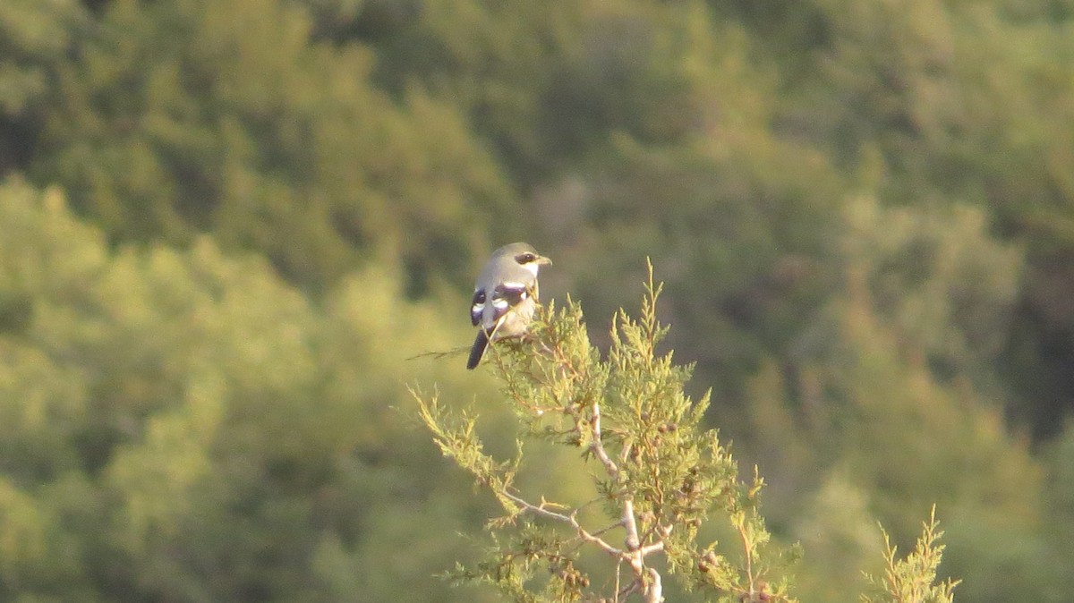 Iberian Gray Shrike - ML646683866
