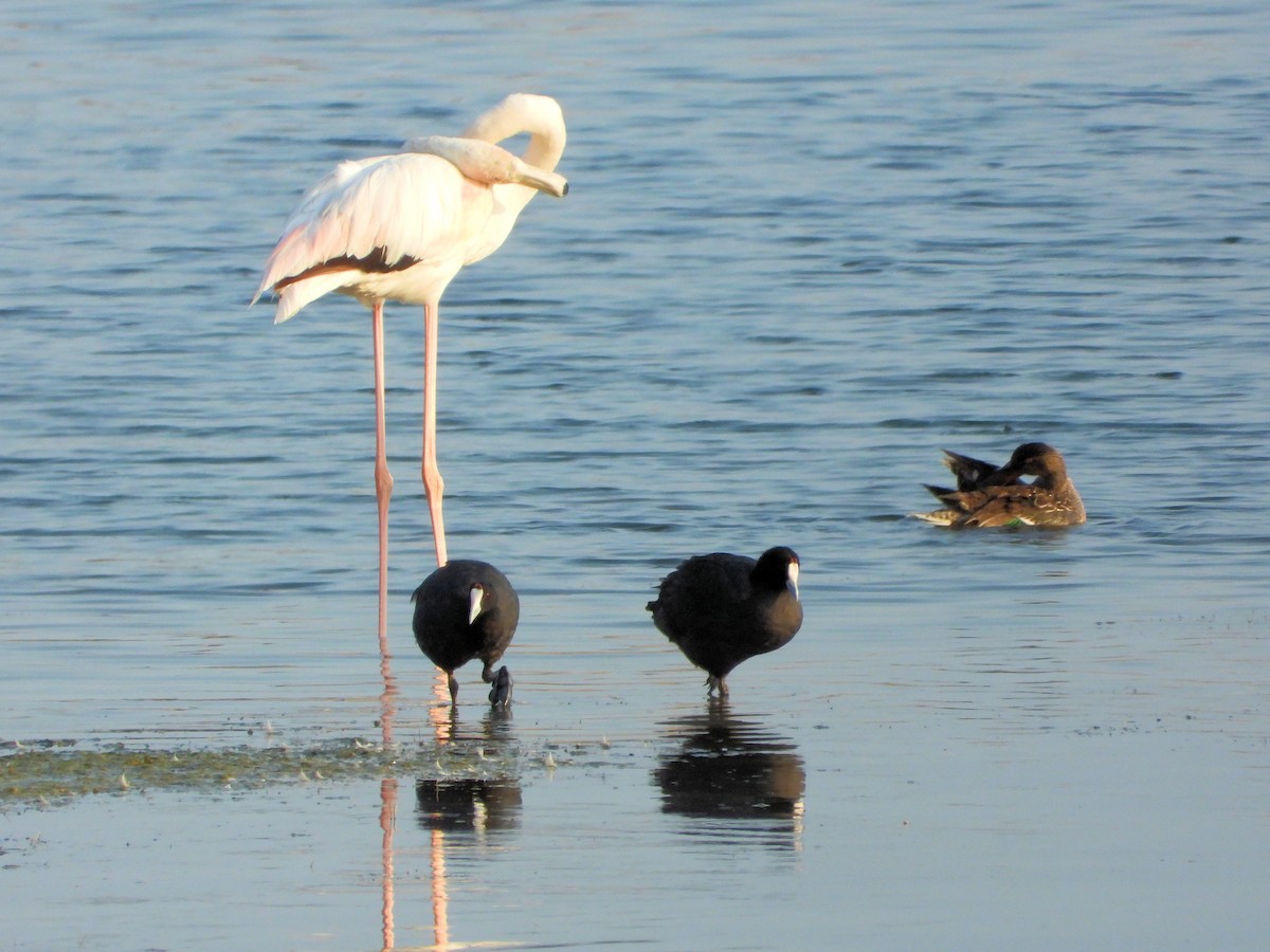 Red-knobbed Coot - ML646683868