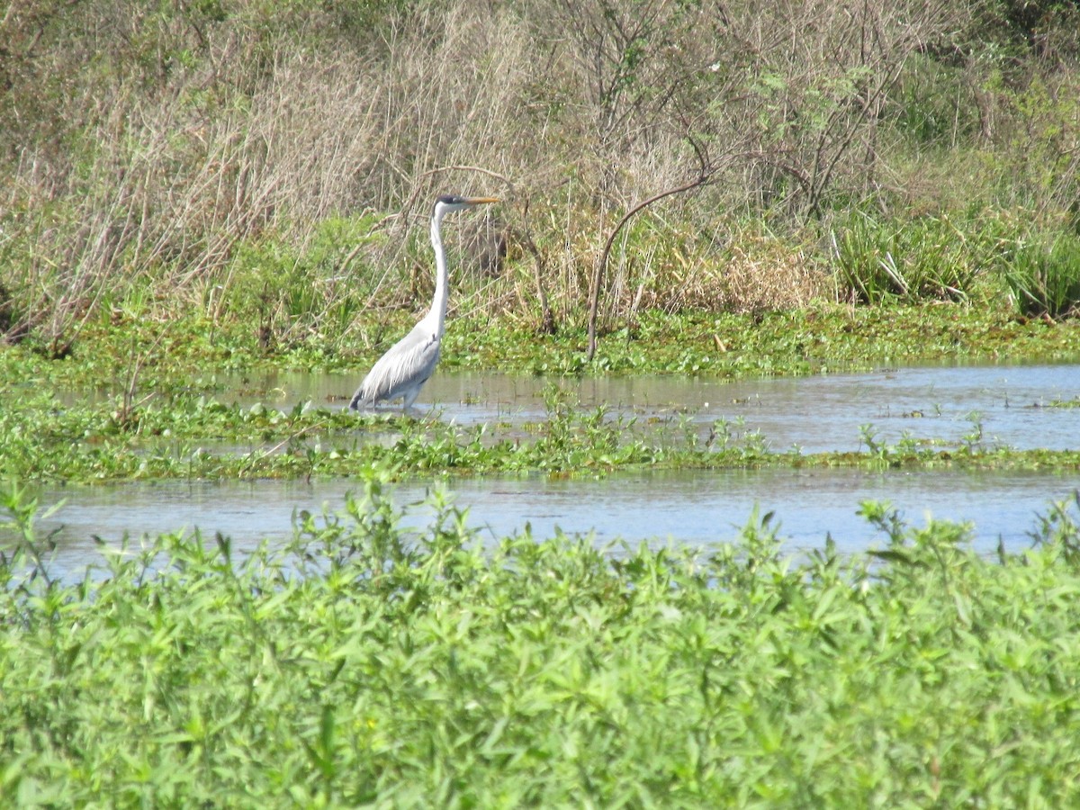 Чапля-кокої - ML646683872