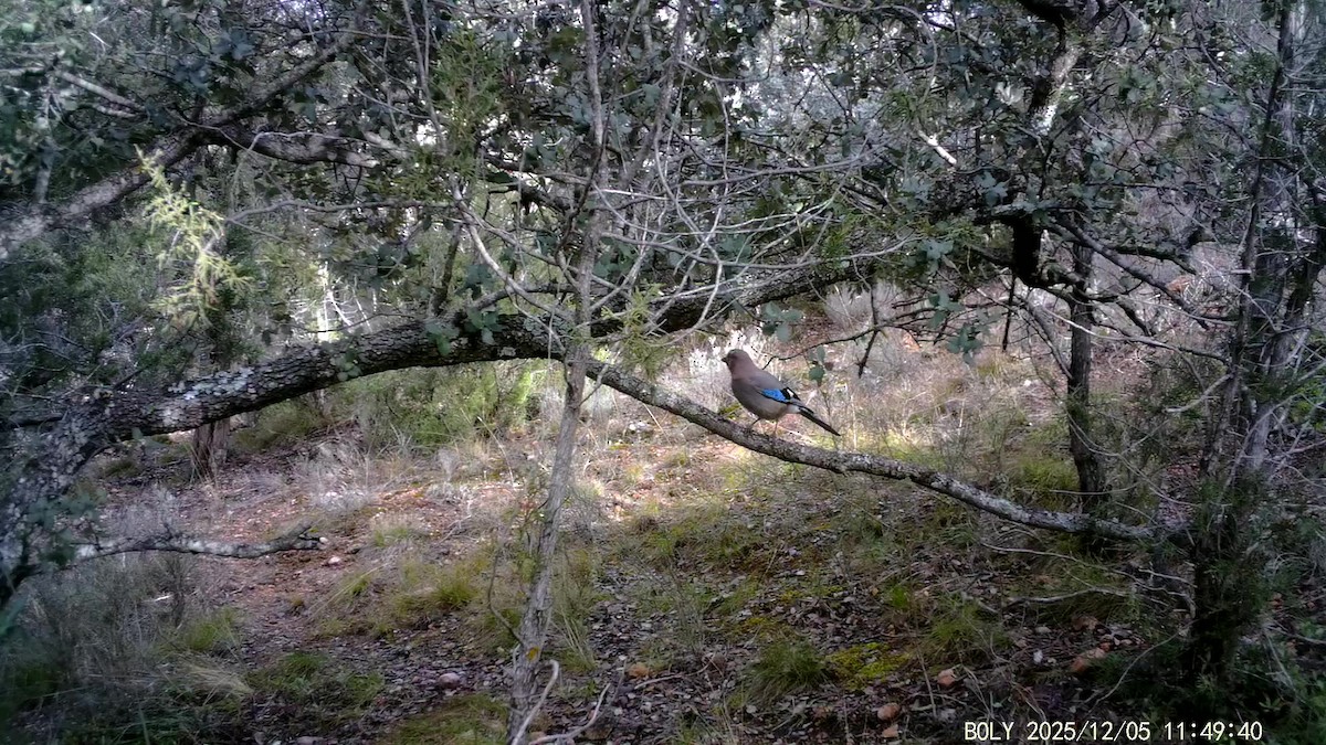 Eurasian Jay - ML646683873