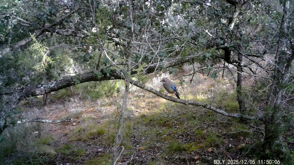 Eurasian Jay - ML646683874