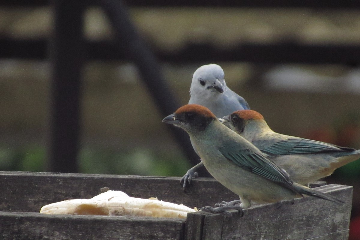 Scrub Tanager - ML646683884