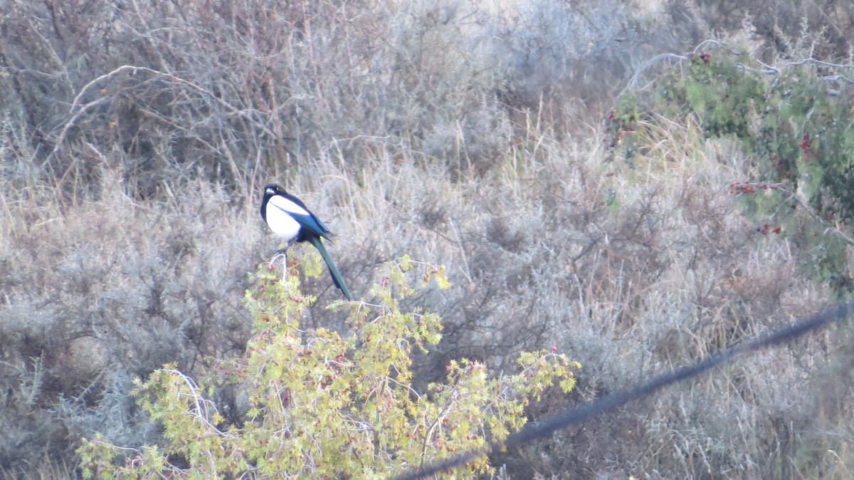 Eurasian Magpie - ML646683894