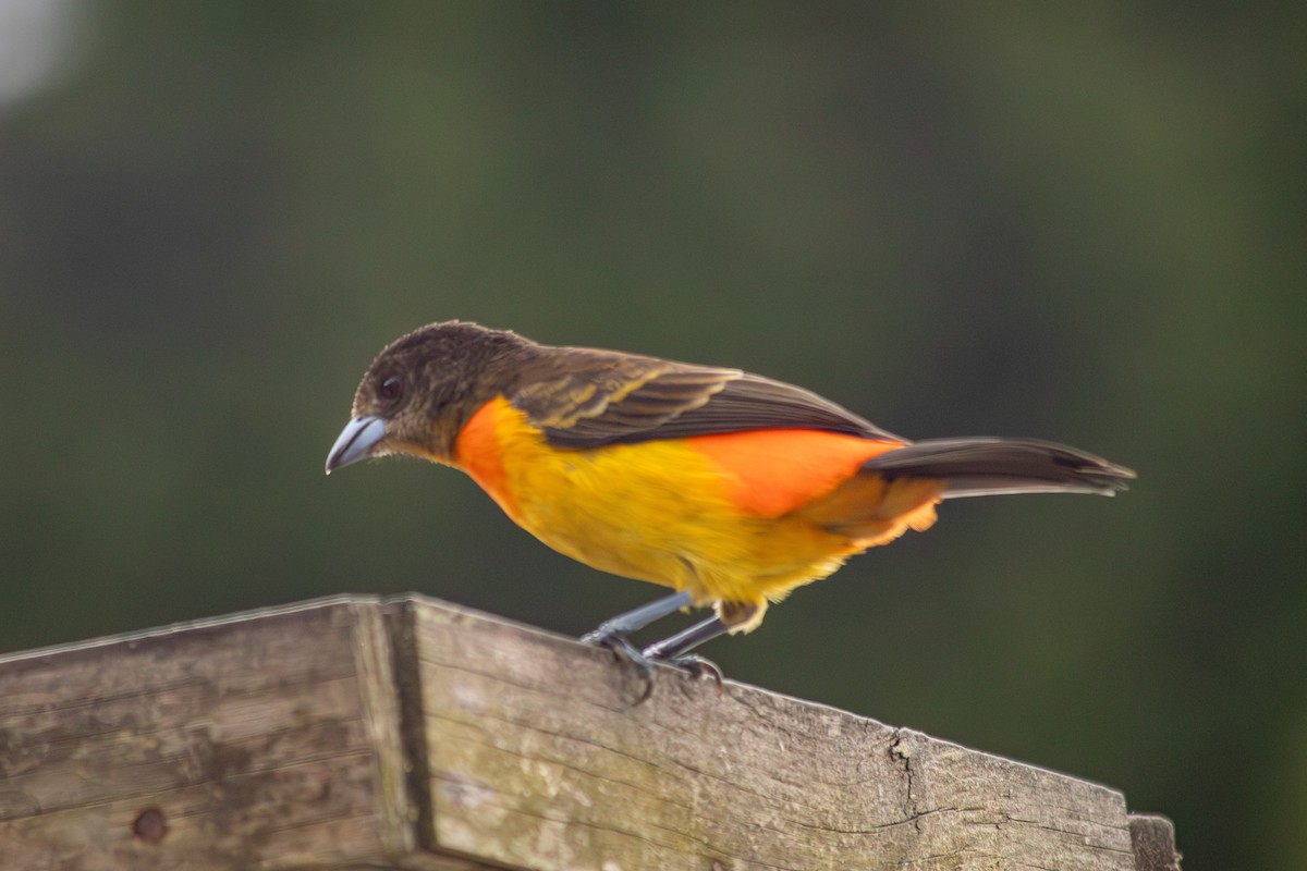 Flame-rumped Tanager - ML646683900