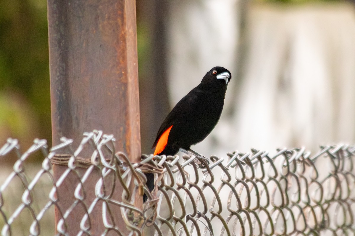 Flame-rumped Tanager - ML646683901