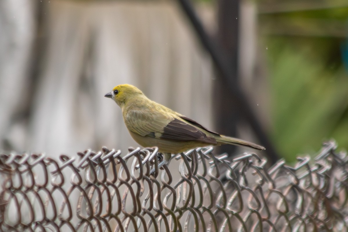 palmetanagar - ML646683906