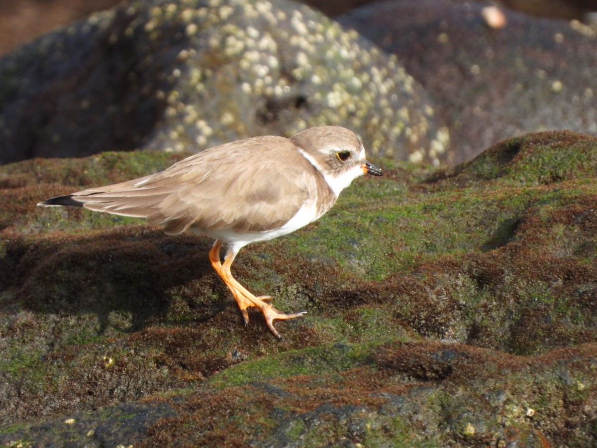 Semipalmated Plover - ML646683907
