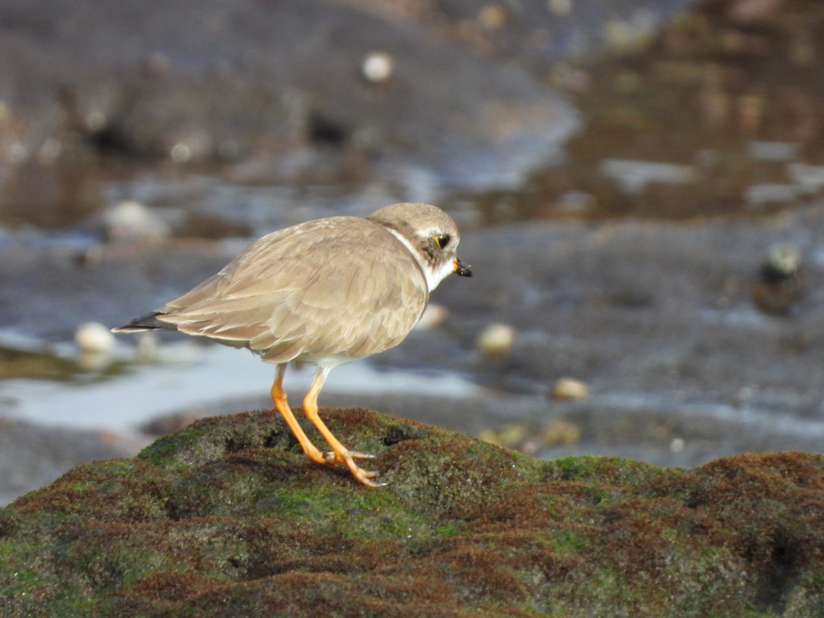 Semipalmated Plover - ML646683908