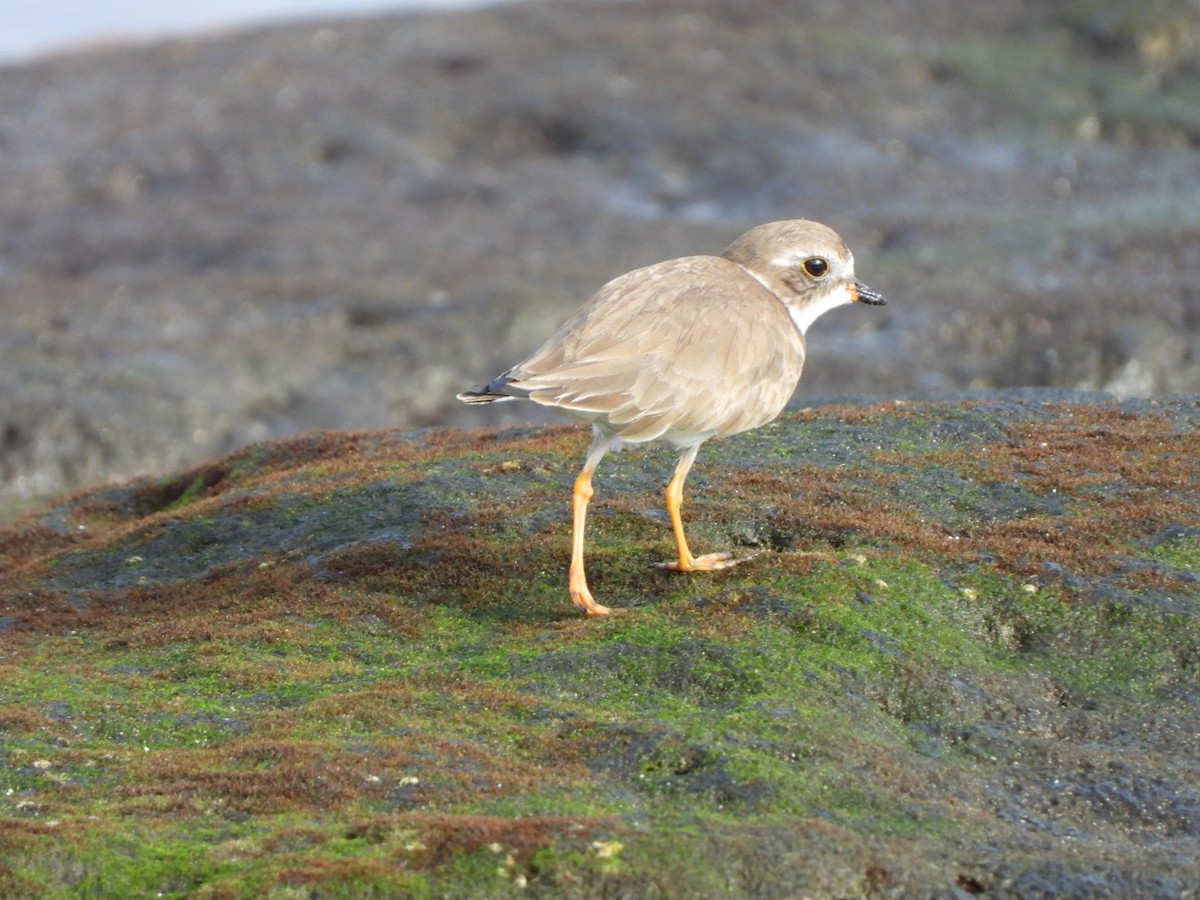 Semipalmated Plover - ML646683909