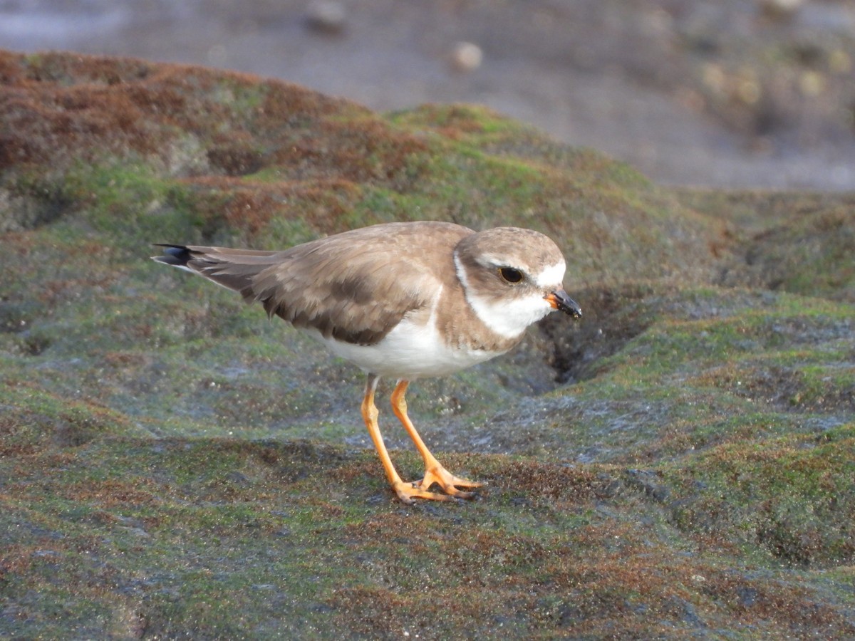 Semipalmated Plover - ML646683910