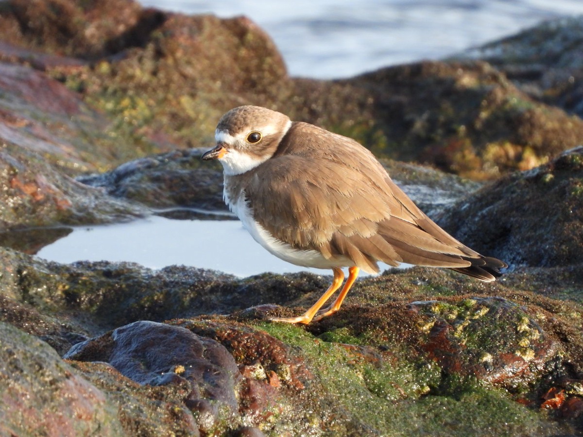 Semipalmated Plover - ML646683911