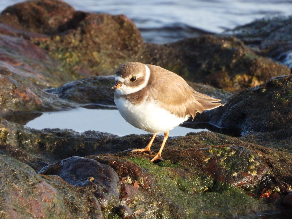 Semipalmated Plover - ML646683912