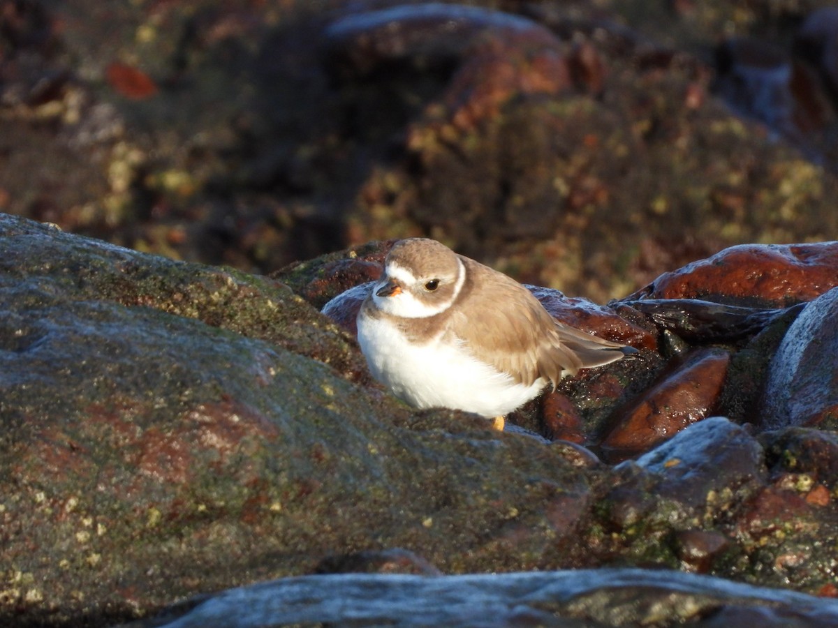 Semipalmated Plover - ML646683913