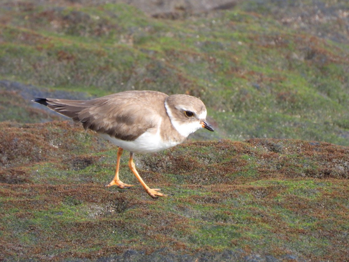 Semipalmated Plover - ML646683914