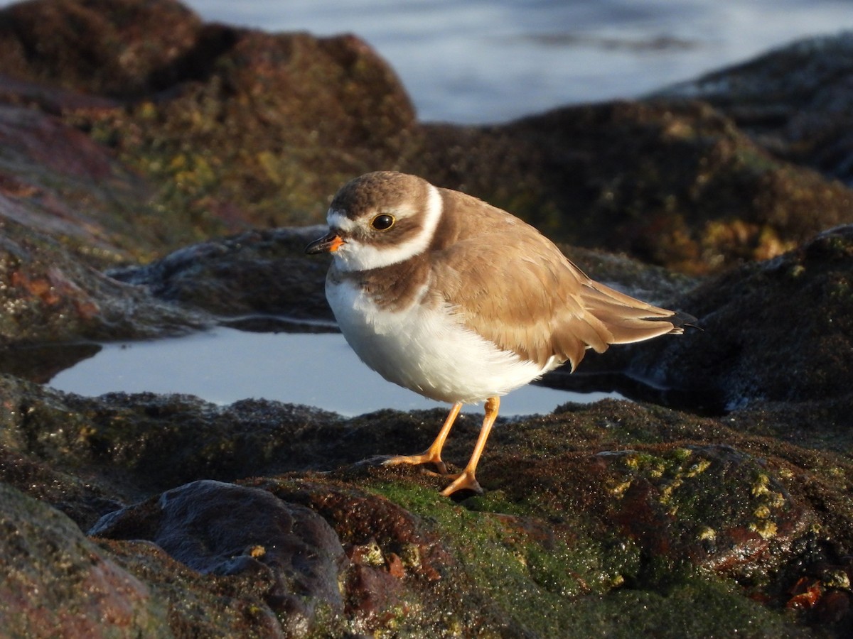 Semipalmated Plover - ML646683915
