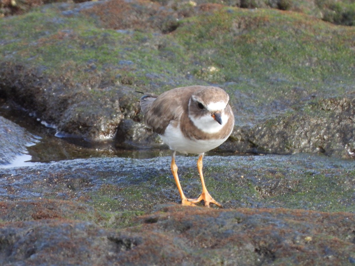 Semipalmated Plover - ML646683916