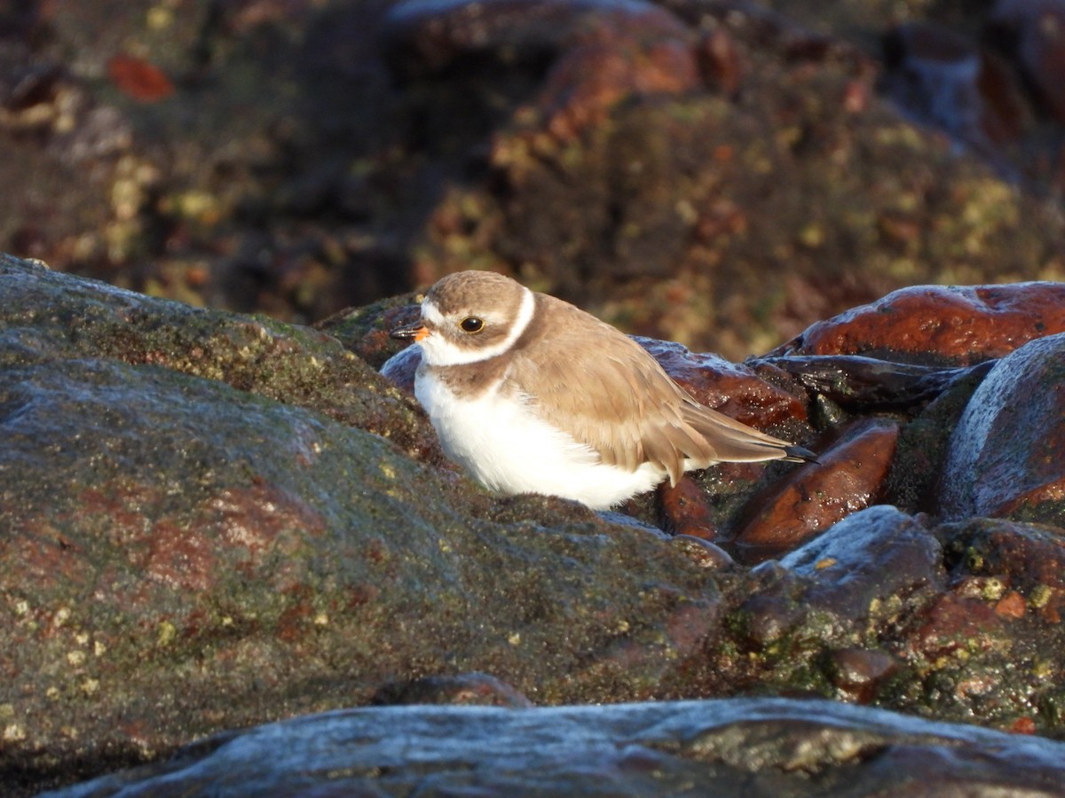 Semipalmated Plover - ML646683917